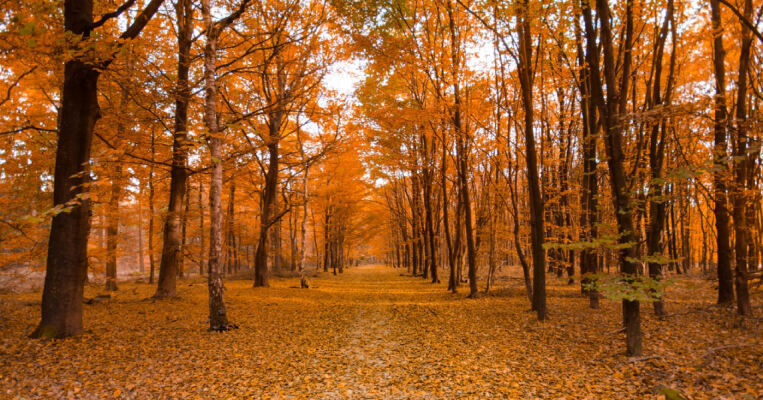 Herbstzeit: So machen Sie Ihr Zuhause schön gemütlich - Herbstzeit: So machen Sie Ihr Zuhause schön gemütlich